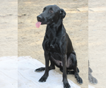 Small #1 Labrador Retriever Mix