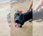 Small #1 American Staffordshire Terrier-Labrador Retriever Mix