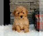Small #2 Poodle (Miniature)