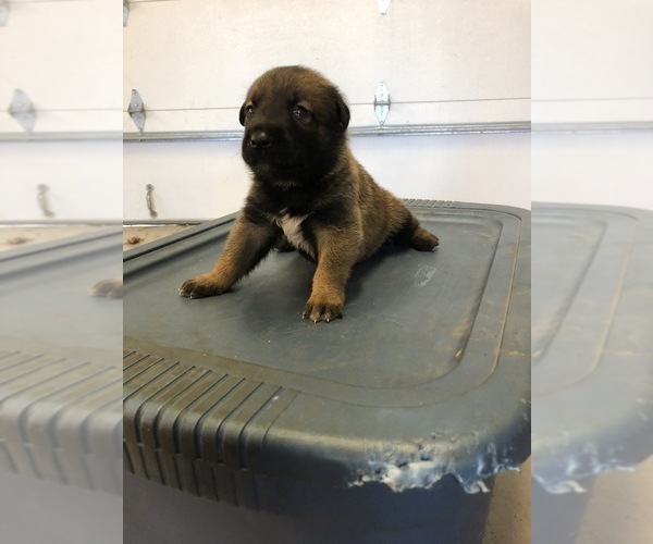 Medium Photo #4 Belgian Malinois Puppy For Sale in LABADIE, MO, USA