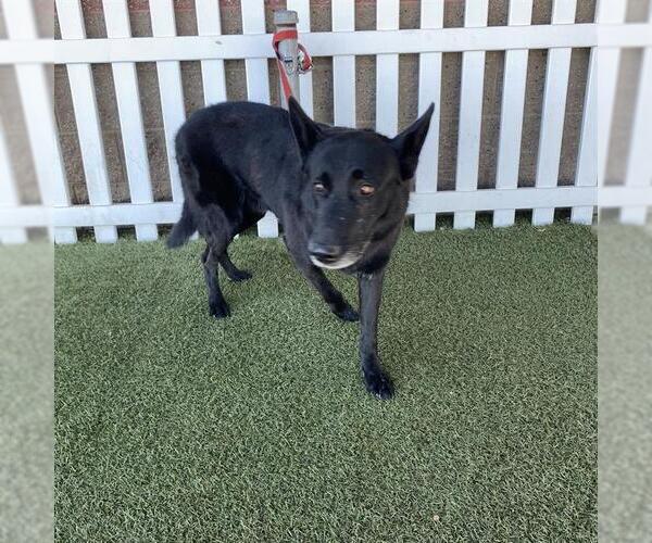 Medium Photo #1 German Shepherd Dog Puppy For Sale in Modesto, CA, USA