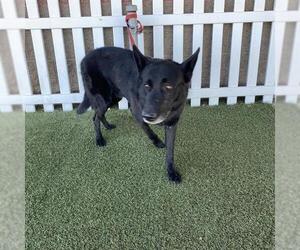 German Shepherd Dog Dogs for adoption in Modesto, CA, USA