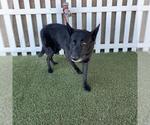 BLACKY - Male German Shepherd Dog Dog for Adoption - Small photo