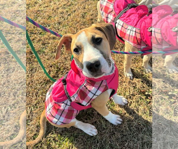 Medium Photo #2 Beagle-Unknown Mix Puppy For Sale in MECHANICSBURG, PA, USA