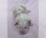 Small #7 Cavapoo
