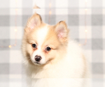 Small #1 Pomeranian