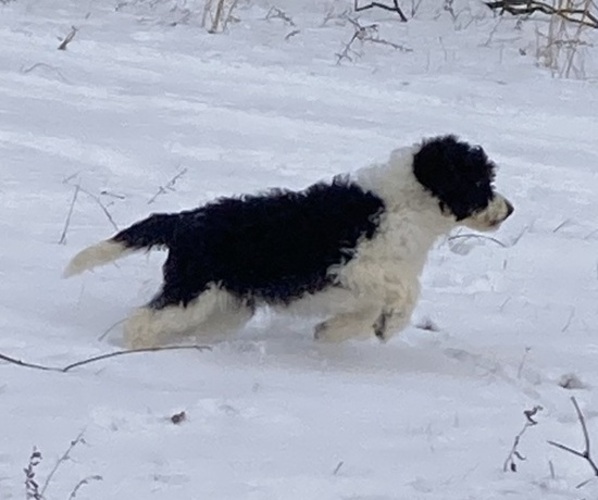 Medium Photo #8 Sheepadoodle Puppy For Sale in BUCKHANNON, WV, USA