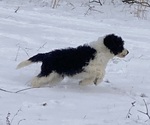 Small #7 Sheepadoodle