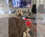 Small #3 Goldendoodle