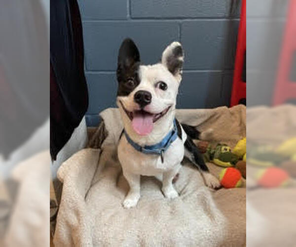 Medium Photo #2 Boston Terrier-Unknown Mix Puppy For Sale in Huntington Beach, CA, USA