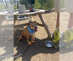 Small #15 Staffordshire Bull Terrier Mix