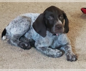 German Shorthaired Pointer Puppy for sale in MOUNT GILEAD, OH, USA