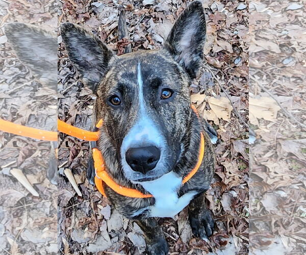 Medium Photo #4 Carolina Dog Puppy For Sale in Rockaway, NJ, USA