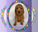 Puppy Amethyst Goldendoodle-Poodle (Miniature) Mix