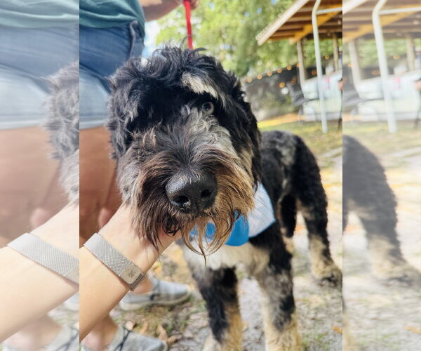 Medium Photo #2 Bernedoodle Puppy For Sale in Valrico, FL, USA