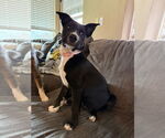Small #26 Labrador Retriever Mix