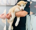 Small Photo #15 Siberian Husky Puppy For Sale in HESPERIA, CA, USA
