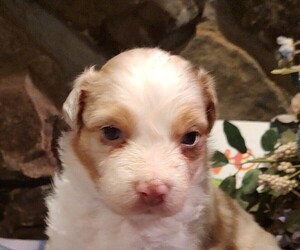 Australian Shepherd Puppy for sale in WESTFIELD, MA, USA