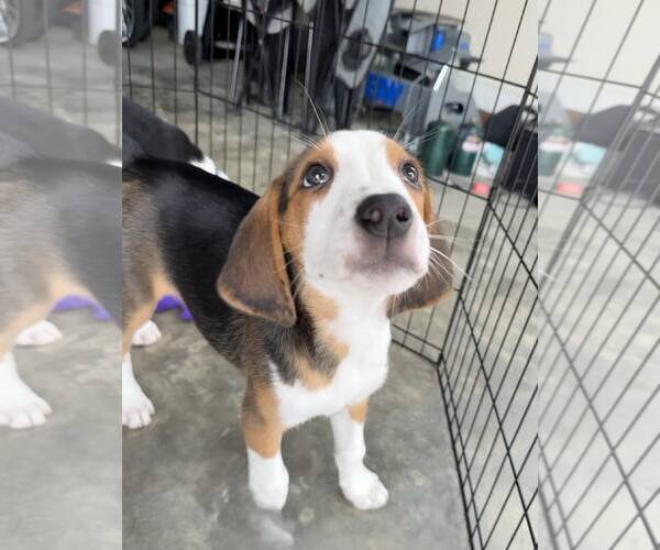 Medium Photo #7 Mutt Puppy For Sale in Roxboro, NC, USA