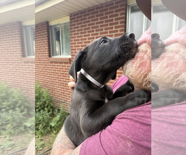 Medium Photo #3 Labrador Retriever-Unknown Mix Puppy For Sale in Fort Collins, CO, USA