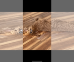 Small Photo #1 Goldendoodle Puppy For Sale in COULTERVILLE, CA, USA