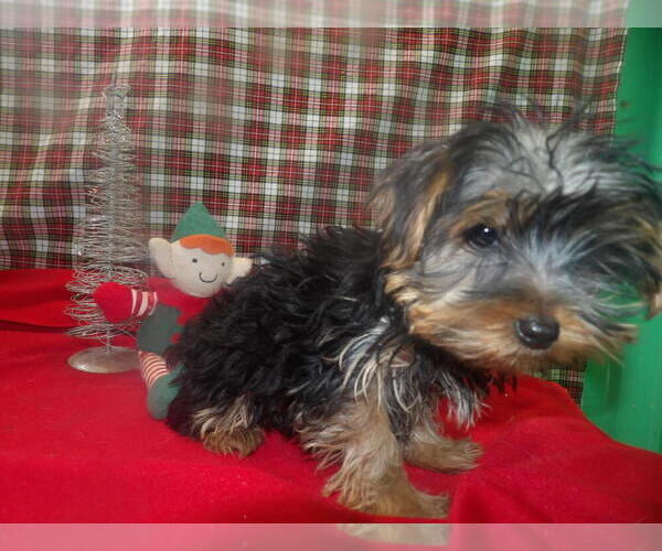 Medium Photo #1 Yorkshire Terrier Puppy For Sale in PATERSON, NJ, USA