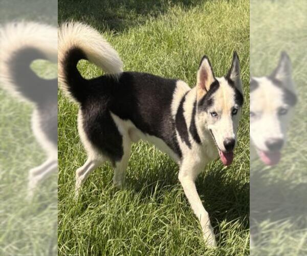 Medium Photo #2 Siberian Husky-Unknown Mix Puppy For Sale in Texas City, TX, USA
