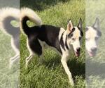Small Photo #2 Siberian Husky-Unknown Mix Puppy For Sale in Texas City, TX, USA
