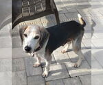 Small #2 Beagle
