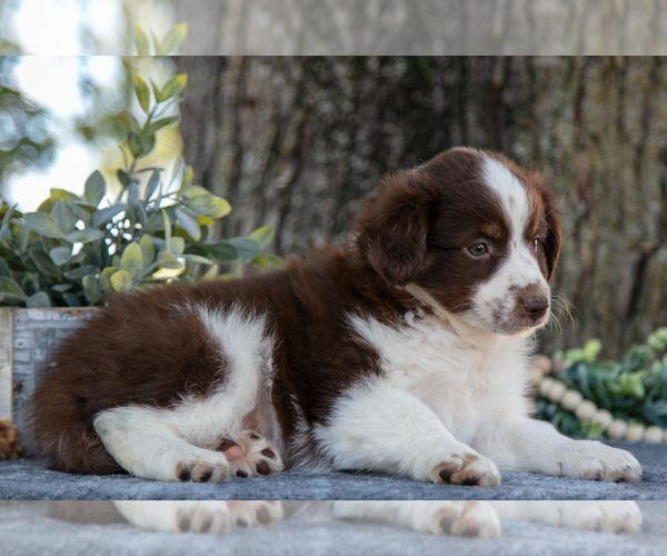 Medium Photo #2 Miniature Australian Shepherd Puppy For Sale in CHRISTIANA, PA, USA