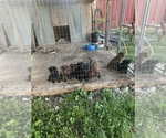 Small Photo #7 Labrador Retriever Puppy For Sale in GOODSON, MO, USA