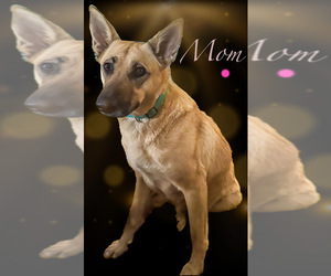 Mother of the Malinois puppies born on 01/12/2024