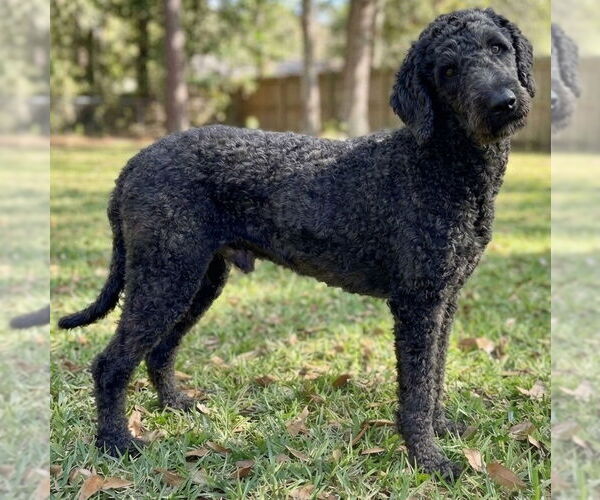 Medium Photo #2 Poodle (Standard) Puppy For Sale in Mobile, AL, USA