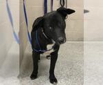 Small Labrador Retriever Mix