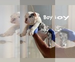 Small Photo #6 English Bulldog Puppy For Sale in BIRMINGHAM, AL, USA