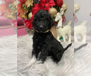 Poodle (Standard) Puppy for sale in TAMPA, FL, USA