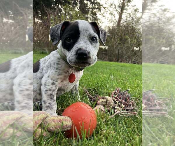 Medium Photo #1 Pointer-Unknown Mix Puppy For Sale in Bellingham, WA, USA