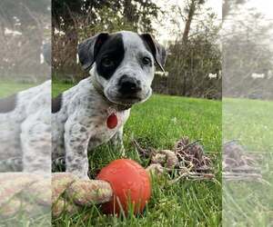 Pointer-Unknown Mix Dogs for adoption in Bellingham, WA, USA