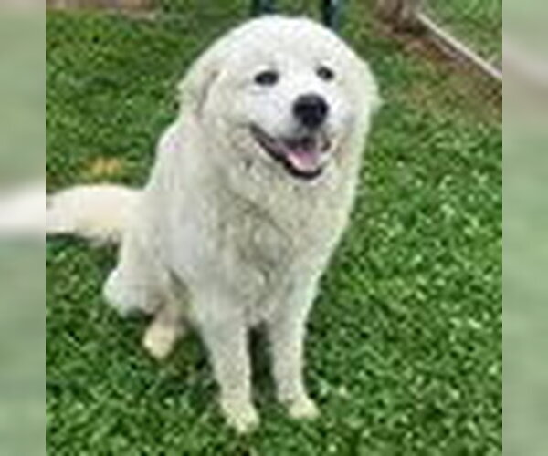 Medium Photo #1 Golden Pyrenees Puppy For Sale in Bristol, CT, USA