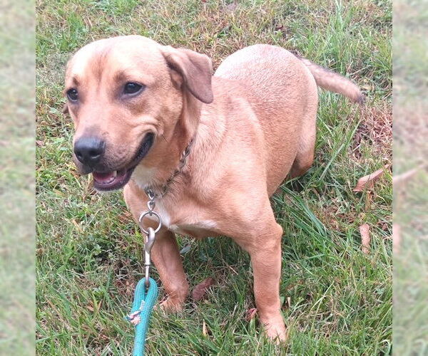 Medium Photo #1 Feist Terrier-Pembroke Welsh Corgi Mix Puppy For Sale in Rutherfordton, NC, USA