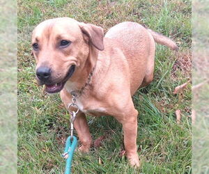 Medium Feist Terrier-Pembroke Welsh Corgi Mix