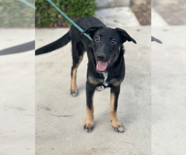 Medium Photo #10 Mutt Puppy For Sale in Dana Point, CA, USA