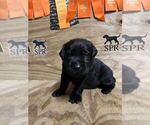 Small Photo #1 Labrador Retriever Puppy For Sale in GILBERT, SC, USA