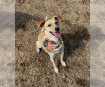 Small Whippet Mix