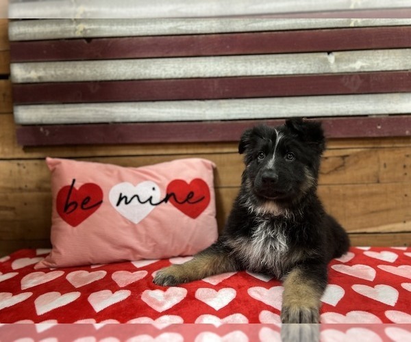 Medium Photo #1 German Shepherd Dog Puppy For Sale in AUSTIN, IN, USA