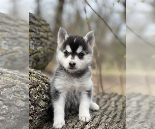Medium Photo #13 Alaskan Klee Kai-Pomsky Mix Puppy For Sale in STAPLES, MN, USA