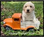 Puppy 6 Golden Retriever