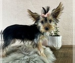 Small #1 Yorkshire Terrier