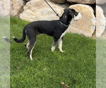 Small Photo #7 Mutt Puppy For Sale in Sandy, UT, USA