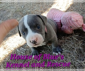 American Pit Bull Terrier Puppy for sale in DELAWARE, OH, USA